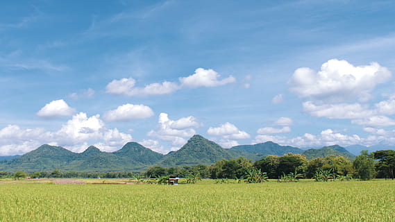 rice field, indonesian, east java, ponorogo, plant, landscape HD wallpaper