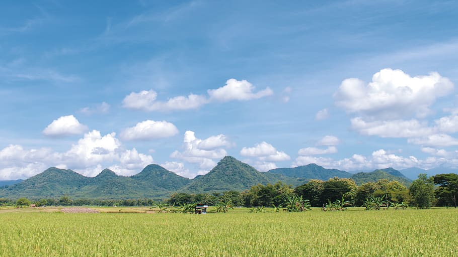rice field, indonesian, east java, ponorogo, plant, landscape HD wallpaper
