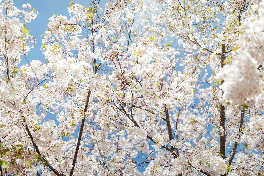 white flowers, tree, plant, blossom, flowering plant, fragility HD wallpaper