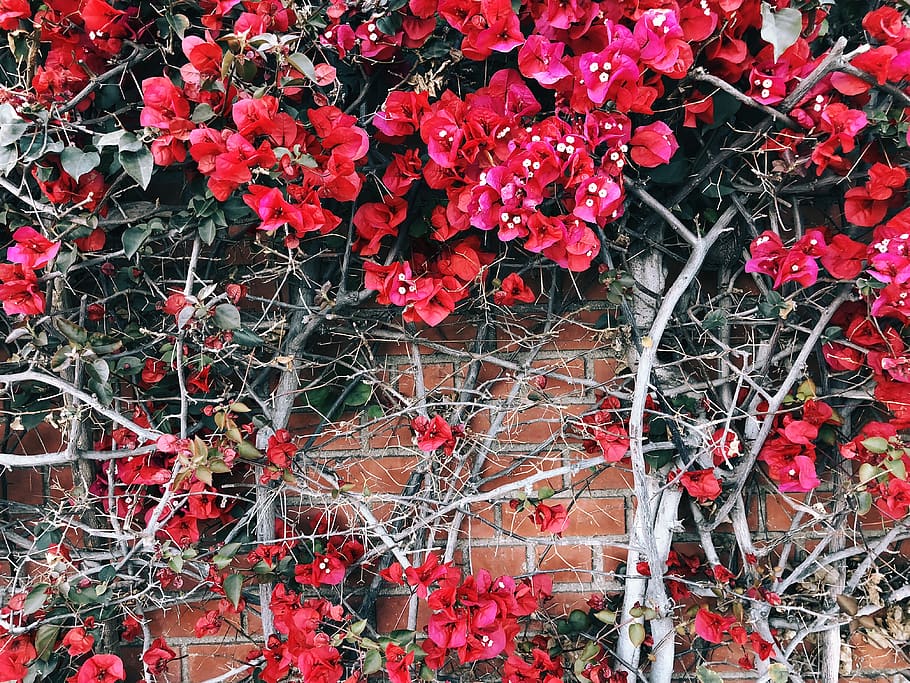 flowers, la, plant, flowering plant, growth, red, beauty in nature HD wallpaper
