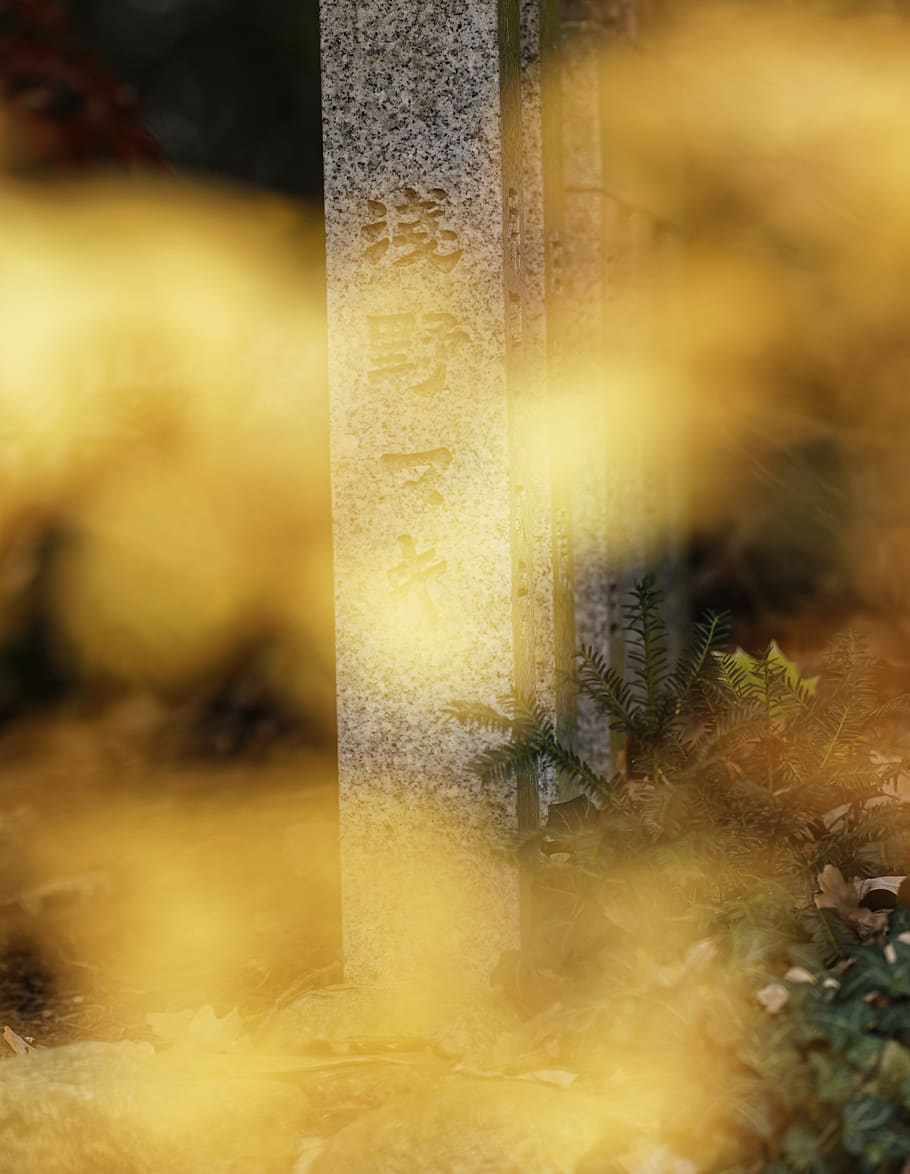 no people, close-up, nature, selective focus, day, outdoors HD wallpaper