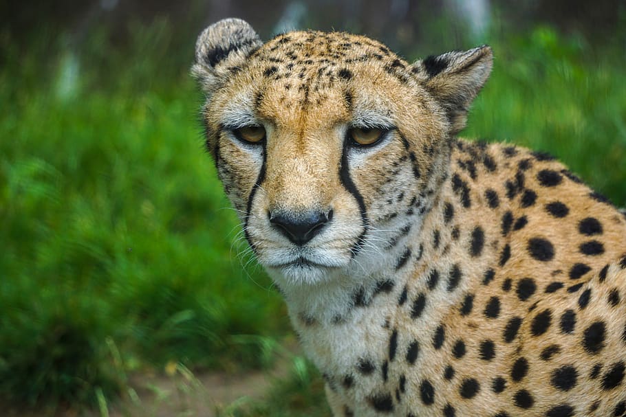 cheetah, fur, predator, fast, wild, big cat, wild animal, speed HD wallpaper