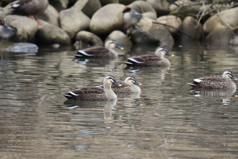 animal, river, waterside, bird, wild birds, duck, spot-billed duck HD wallpaper