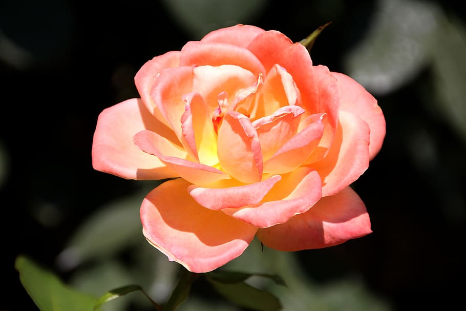 rose bloom, macro, close up, petals, flowering plant, freshness HD wallpaper