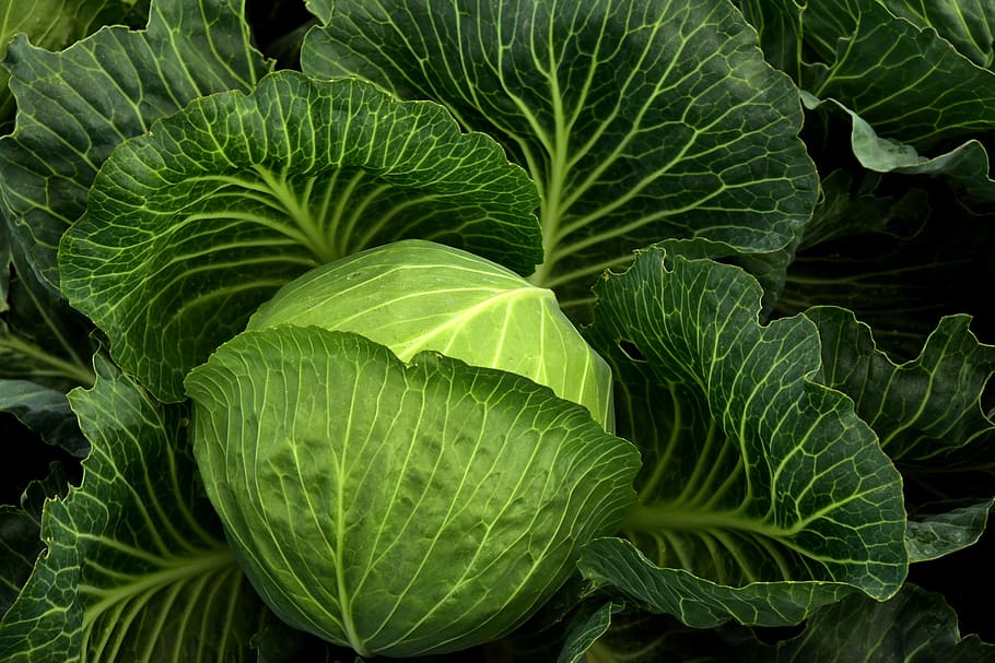 cabbage, cultivation, vegetables, healthy, cabbage field, green