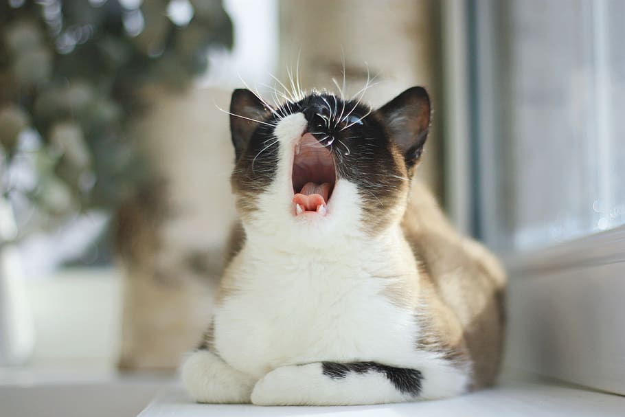 brown and white cat, domestic cat, feline, mammal, pets, animal themes HD wallpaper