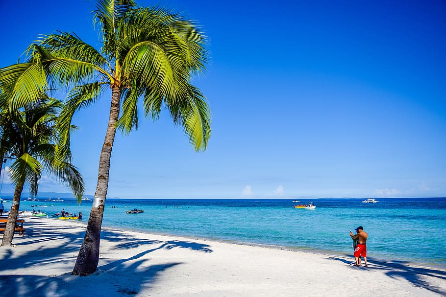 tropical, beach, coconut, palm tree, summer, ocean, blue, exotic HD wallpaper