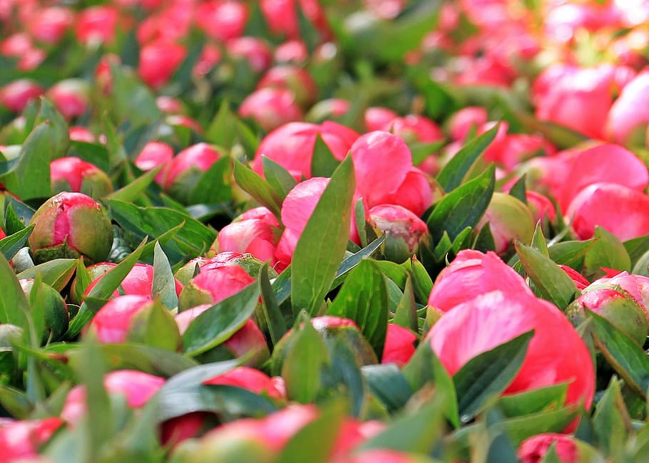 peony, macro, fresh, flower, nature, fragrance, garden, blooming HD wallpaper