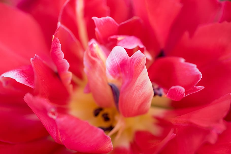 tulips, double tulips, pink, spring, flowers, close shot, 鬱金香 HD wallpaper