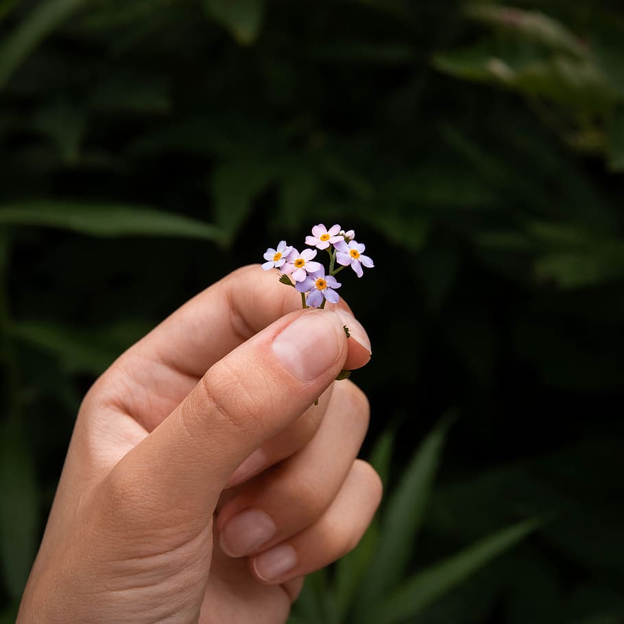 flowers, hand, green, nature, dof, bokeh, blur, hands, photo HD wallpaper