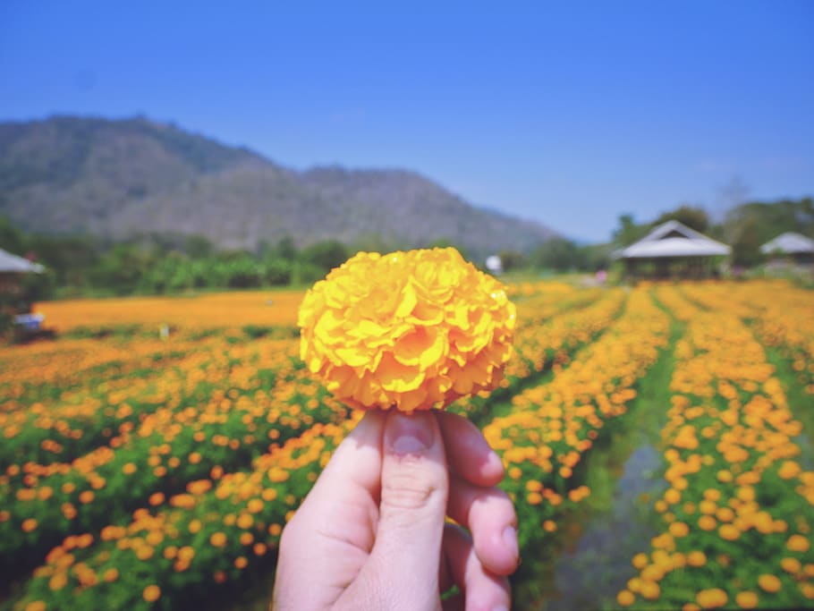 thailand-samoeng-district-farm-crops.jpg