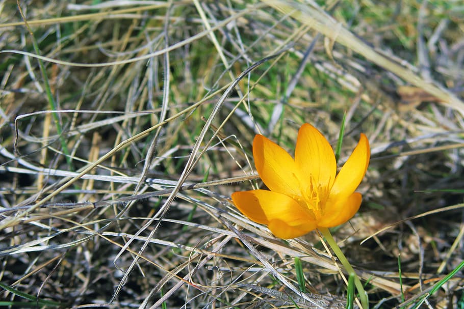 crocus, nature, spring, flower, plant, yellow, flowering plant HD wallpaper