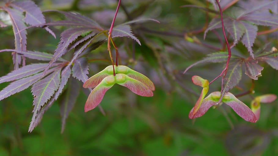 Seed wings of a Japanese red maple tree with lacey leaves., japanese maple