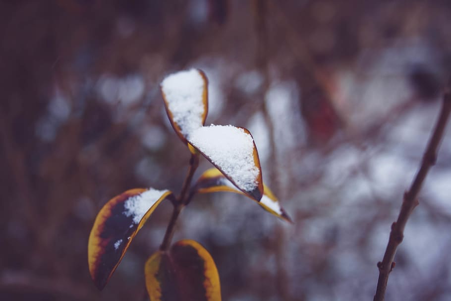 winter, snow, leaf, nature, plant, focus on foreground, close-up HD wallpaper