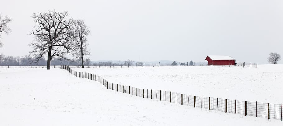 bare trees on snow field during daytime, cold temperature, winter HD wallpaper