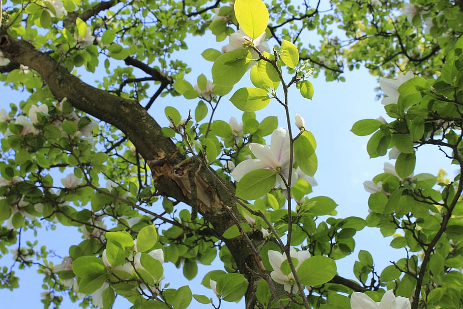 tree, branch, leaf, flora, nature, growth, environment, freshness HD wallpaper