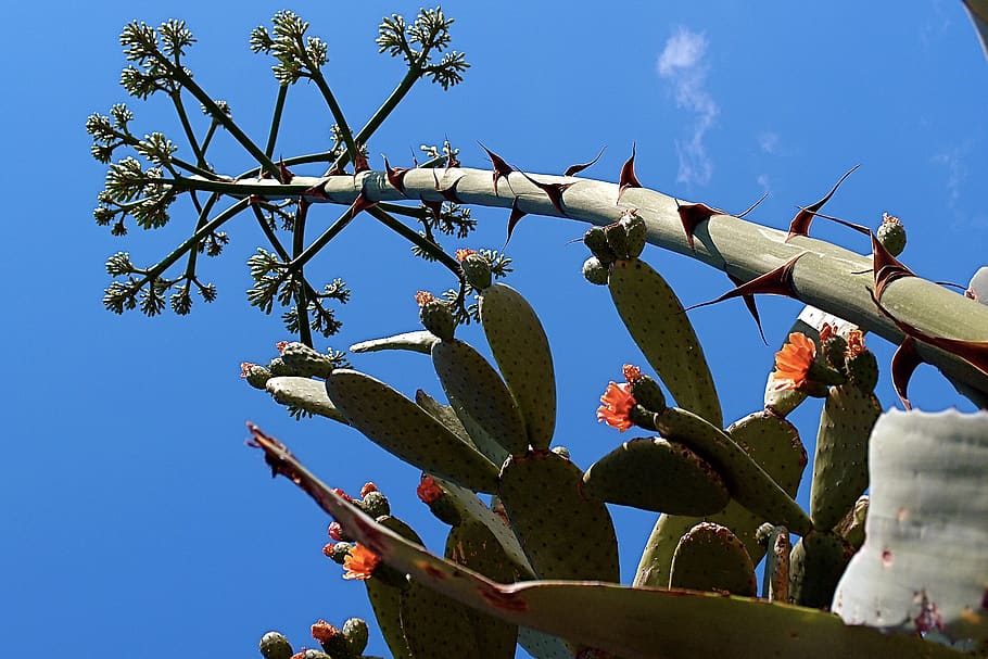 france, plant, sky, nature, low angle view, growth, tree, no people HD wallpaper