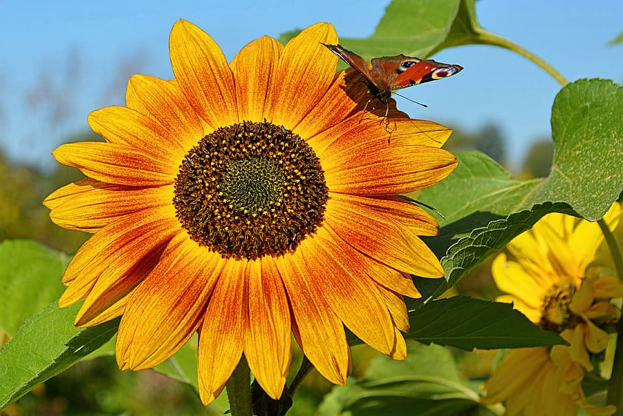 blossom, bloom, sunflower, insect, butterfly, peacock butterfly, HD wallpaper