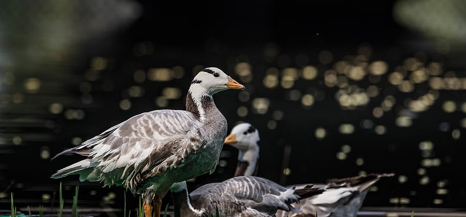 gray and white birds, animal themes, animal wildlife, animals in the wild HD wallpaper