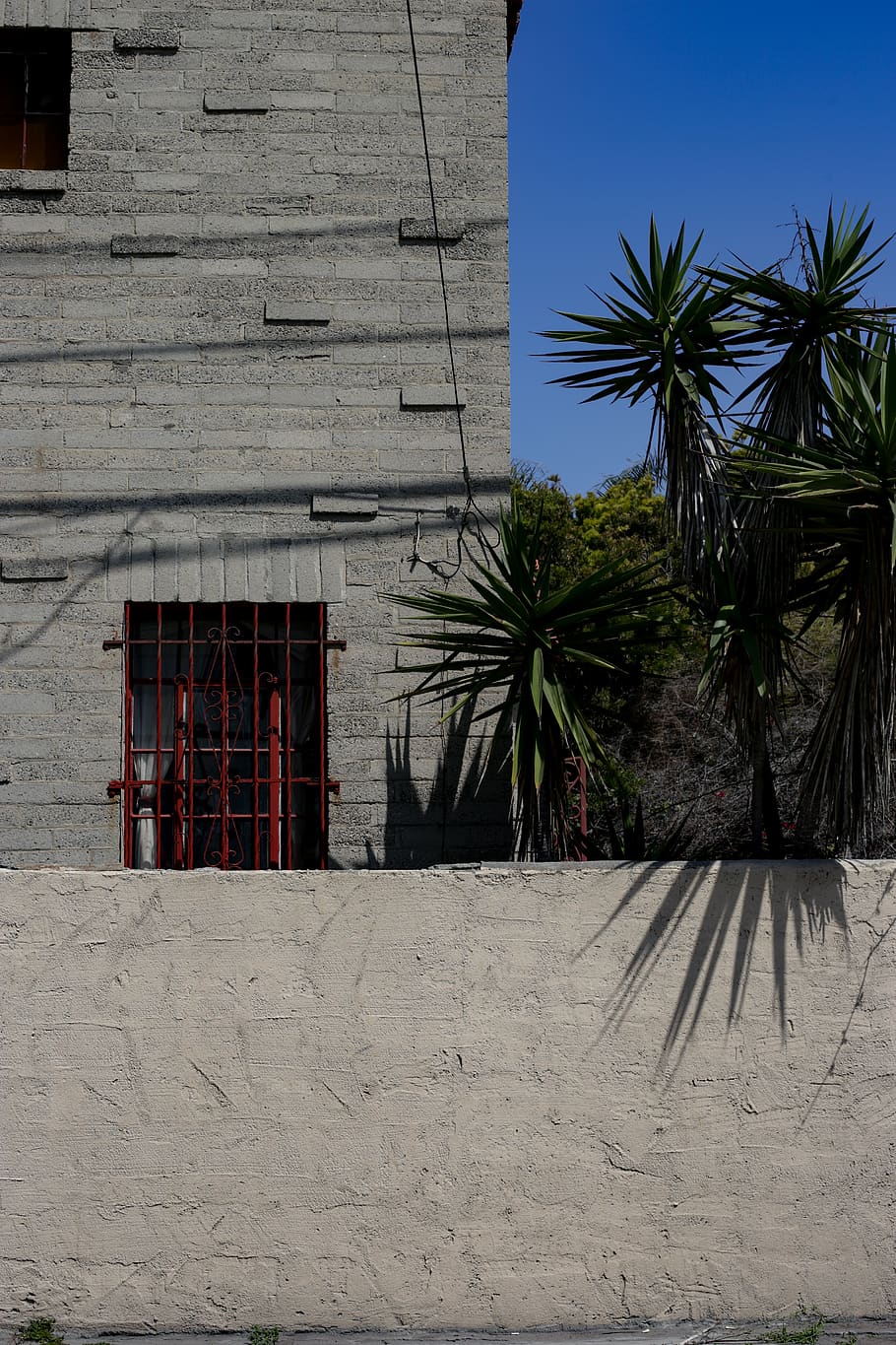 plant, wall, tree, building, window, outdoors, agavaceae, palm tree HD wallpaper
