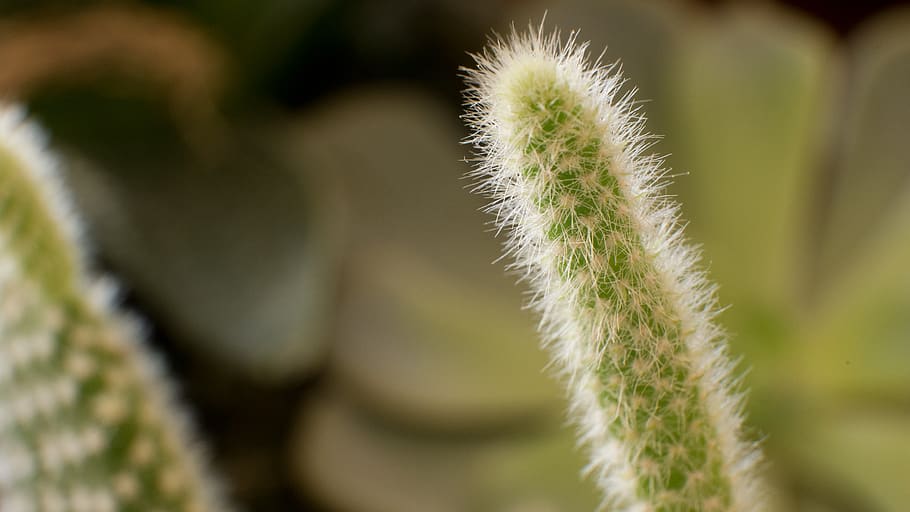 canada, longueuil, plant, growth, nature, close-up, beauty in nature HD wallpaper
