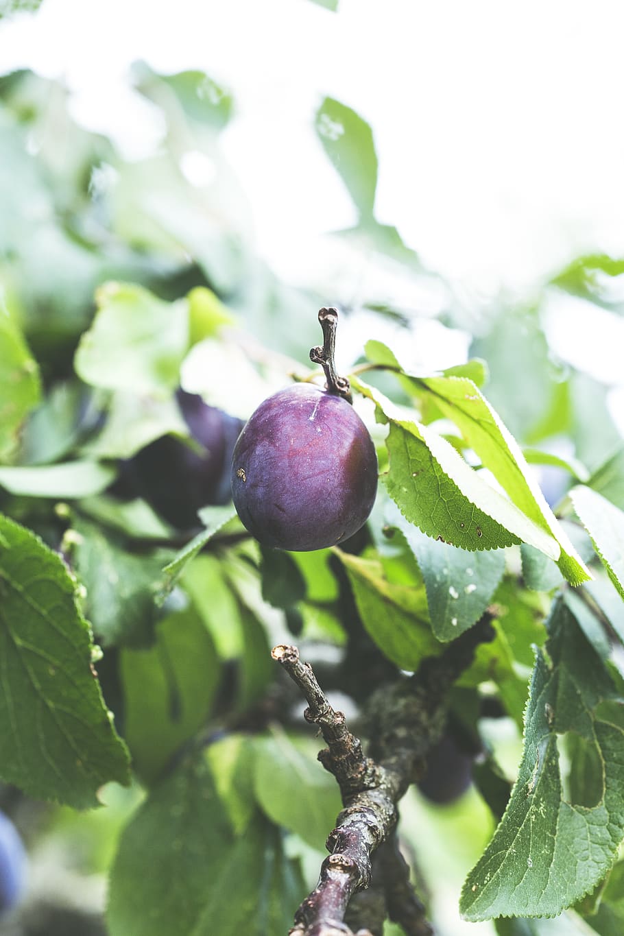 round purple fruit, growth, plant, healthy eating, food and drink HD wallpaper