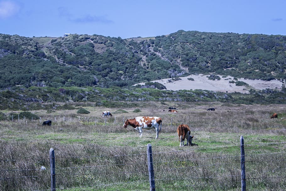 countryside, cows, farm, animal, animal themes, mammal, livestock HD wallpaper
