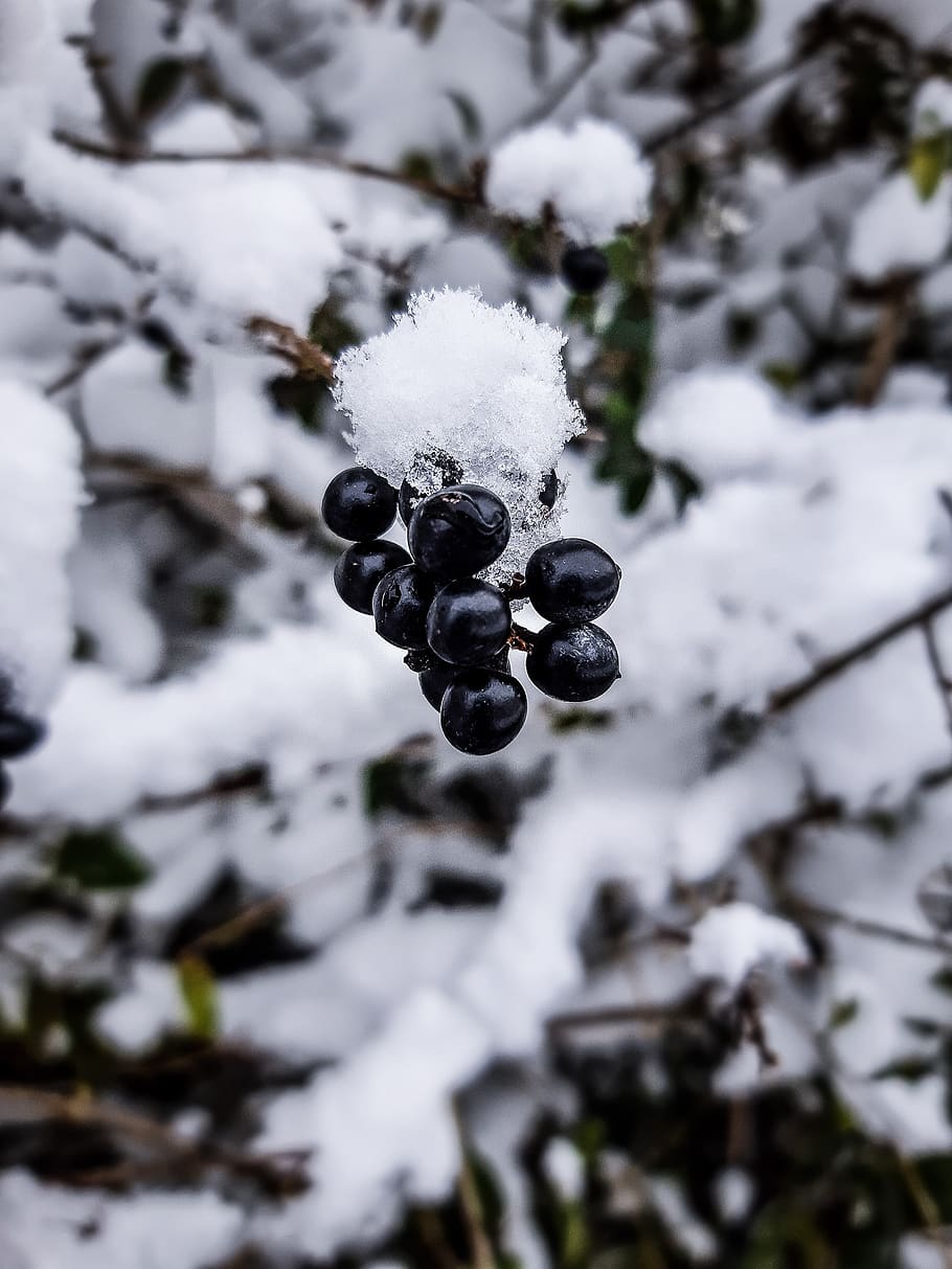 berries, snow, winter, nature, transilvania, berry, nice, white HD wallpaper
