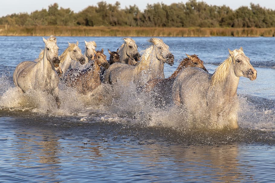 horses, animals, ride, saintes-maries-de-la-mer, camargue, landscape, HD wallpaper