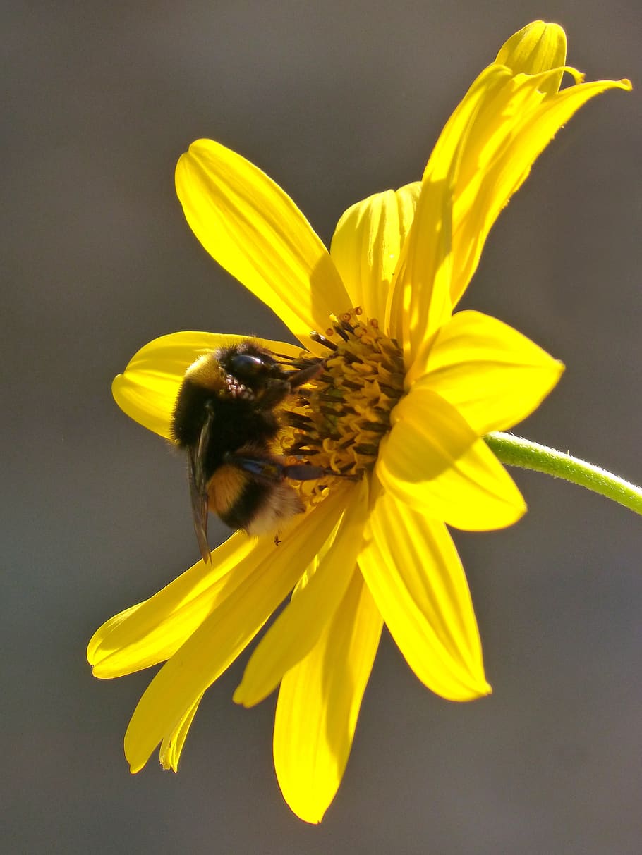 flower, yellow, bumblebee, libar, daisy, pollen, petals, flowering plant HD wallpaper