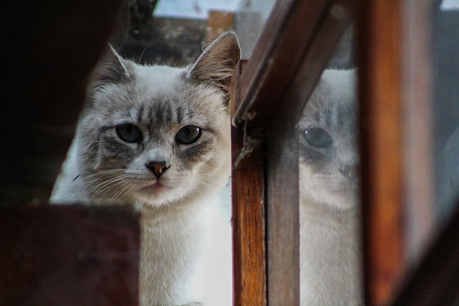 ecuador, quito, cat, kitten, reflect, window, mammal, animal themes HD wallpaper