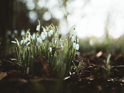 white-petaled flower, plant, moss, sprout, bud, blossom, amaryllidaceae HD wallpaper