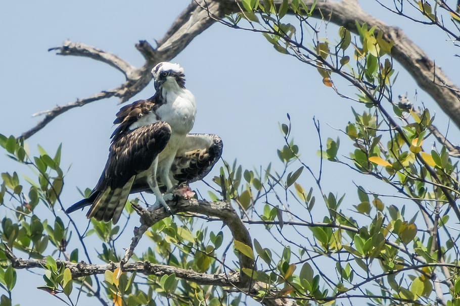 usa, florida, osprey, birding, bird of prey, vertebrate, animal themes HD wallpaper
