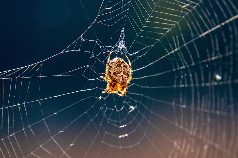 spider, animal, insect, cobweb, creepy, animal world, araneus HD wallpaper