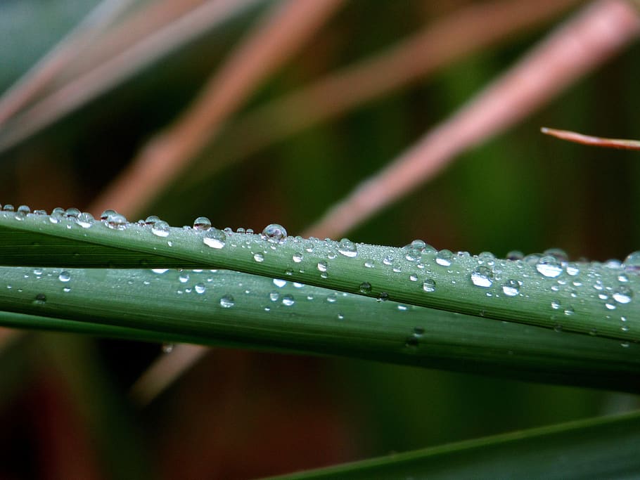 water, drop, drops, reflection, drip, wet, nature, liquid, clear HD wallpaper
