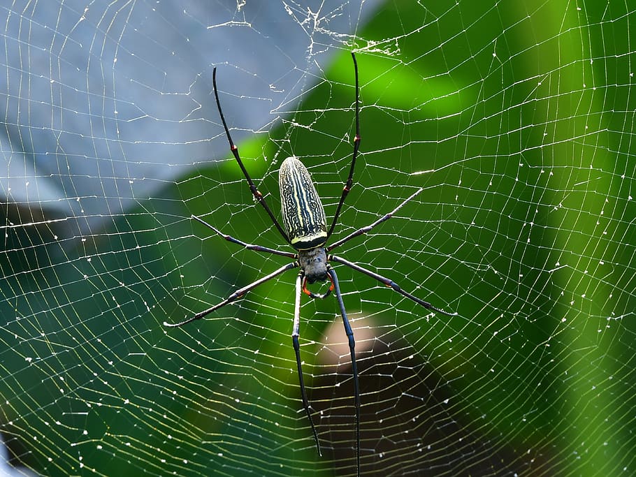 spider, arachnid, spiderweb, cobweb, arachnophobia, scary, nature HD wallpaper