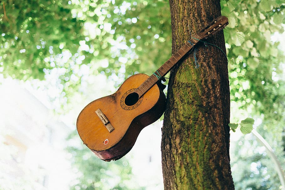 music, musical instrument, string instrument, tree, arts culture and entertainment HD wallpaper
