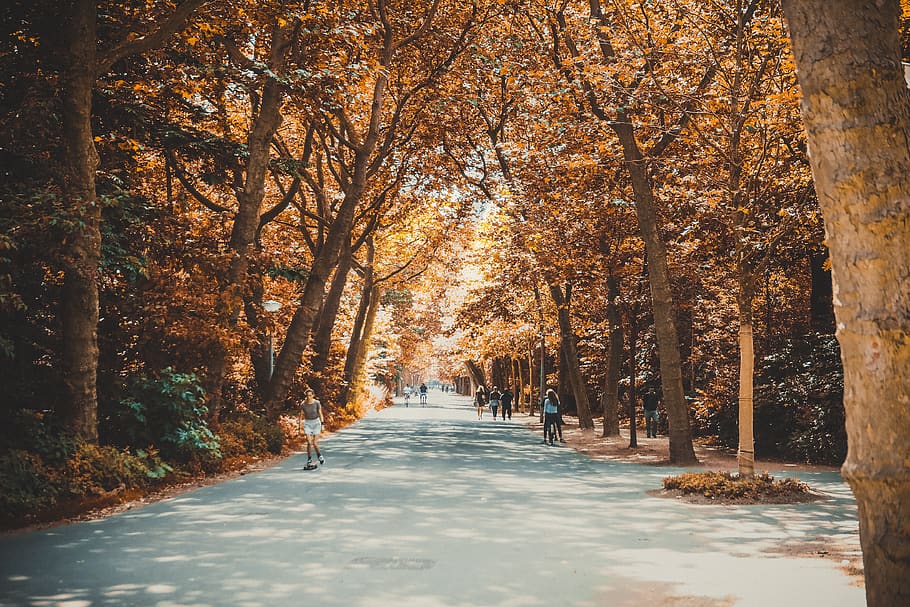 people on road between trees, direction, autumn, the way forward HD wallpaper