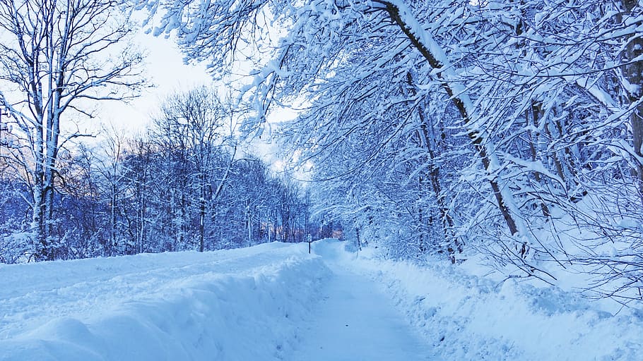 winter, snow, nature, cold, landscape, wintry, snow landscape HD wallpaper