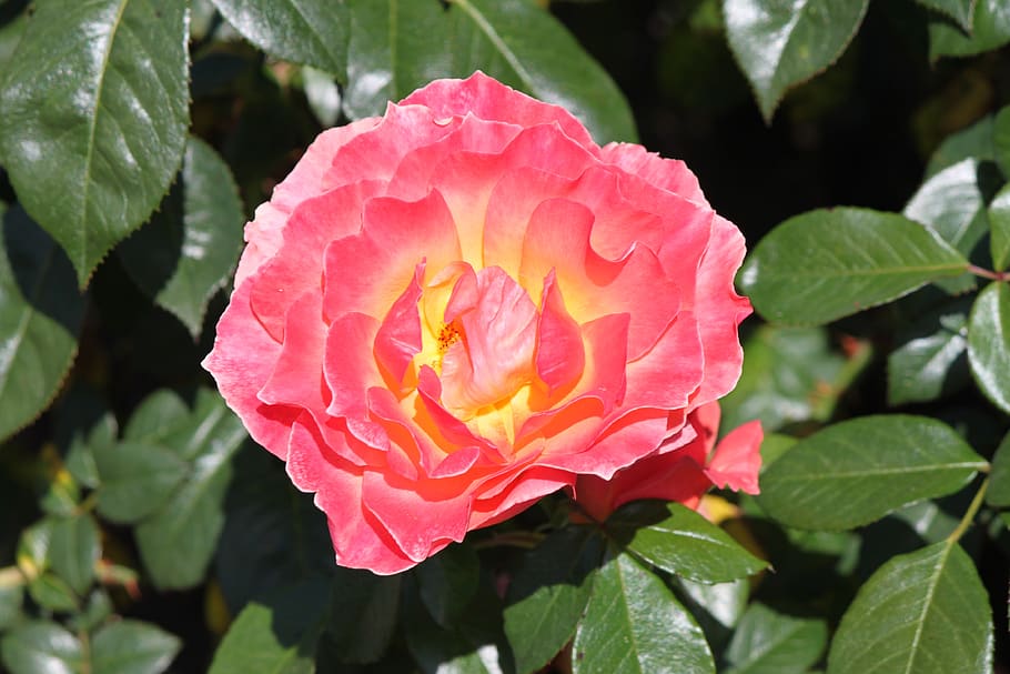 rose, flower, bloom, nature, plant, floral, petals, garden HD wallpaper