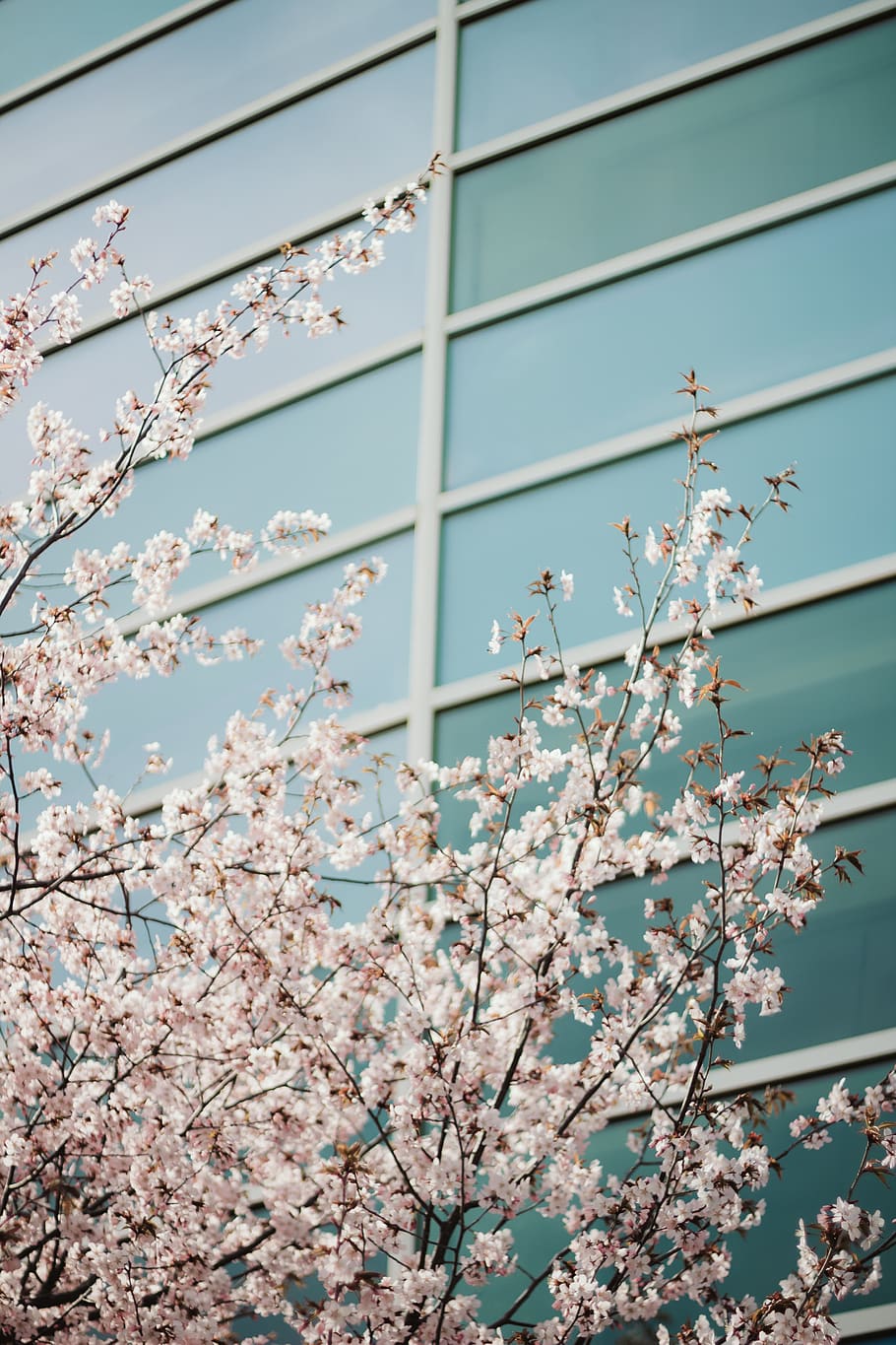 cherry blossom trees, flowering plant, growth, built structure HD wallpaper