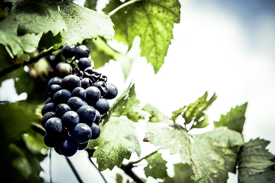 Wine grapes, blue, fruit, ingredient, ingredients, outdoor, healthy eating HD wallpaper