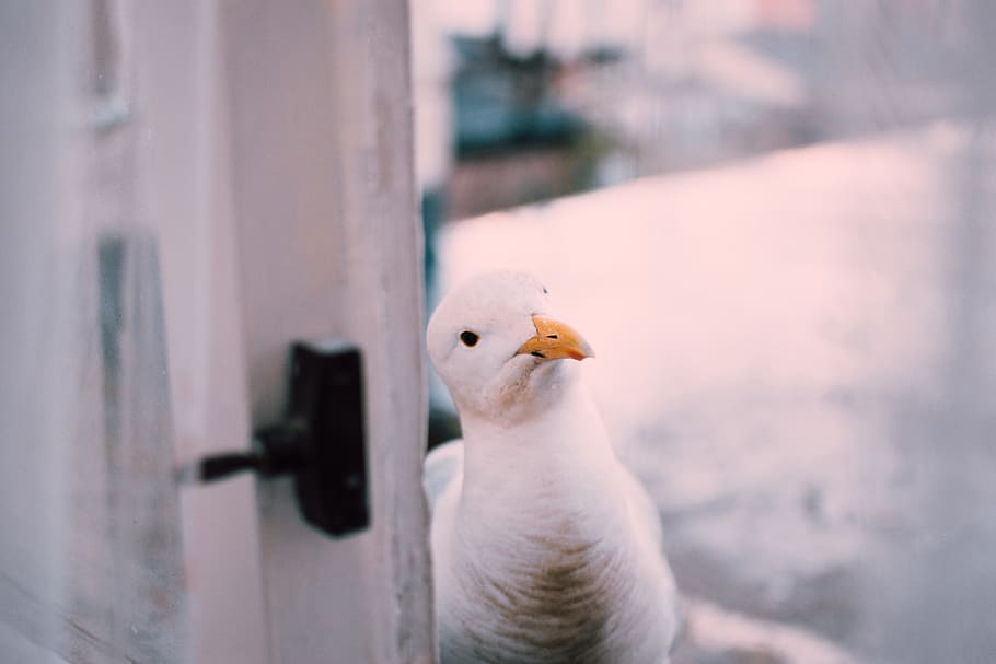white, seagull, bird, curious, door, beak, avian, animal, one animal HD wallpaper