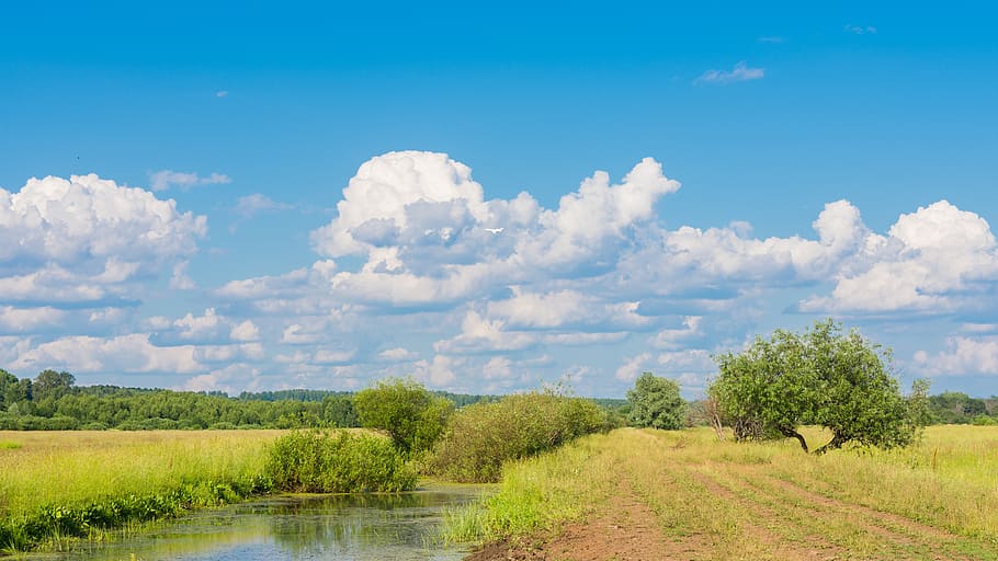 landscape, forest, trees, nature, clouds, summer, sky, horizon, HD wallpaper