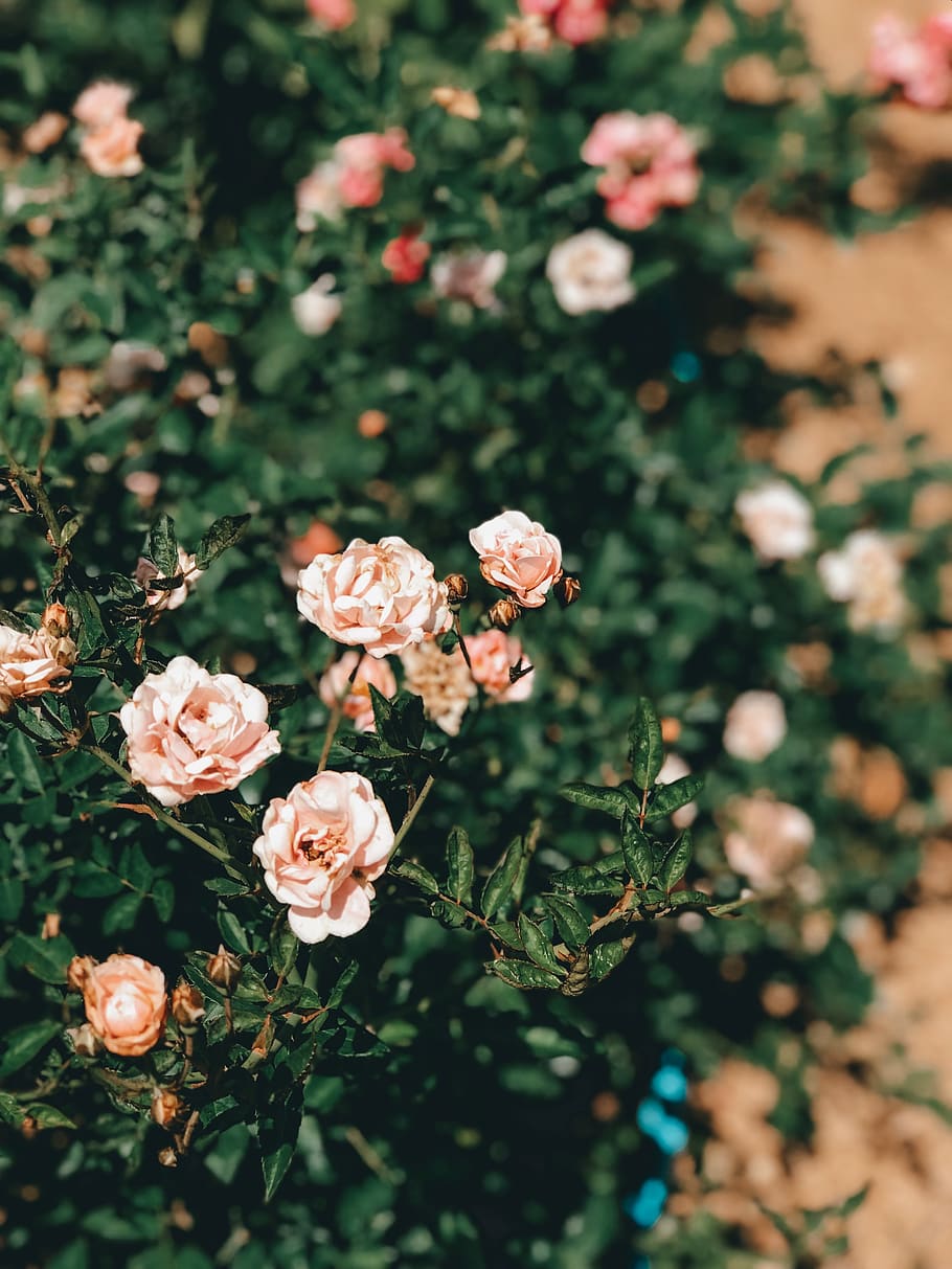 pink rose plants, flower, flowering plant, beauty in nature, vulnerability HD wallpaper