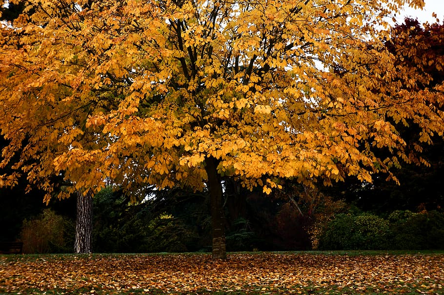 france, paris, yellow, autumn, change, tree, plant, beauty in nature HD wallpaper