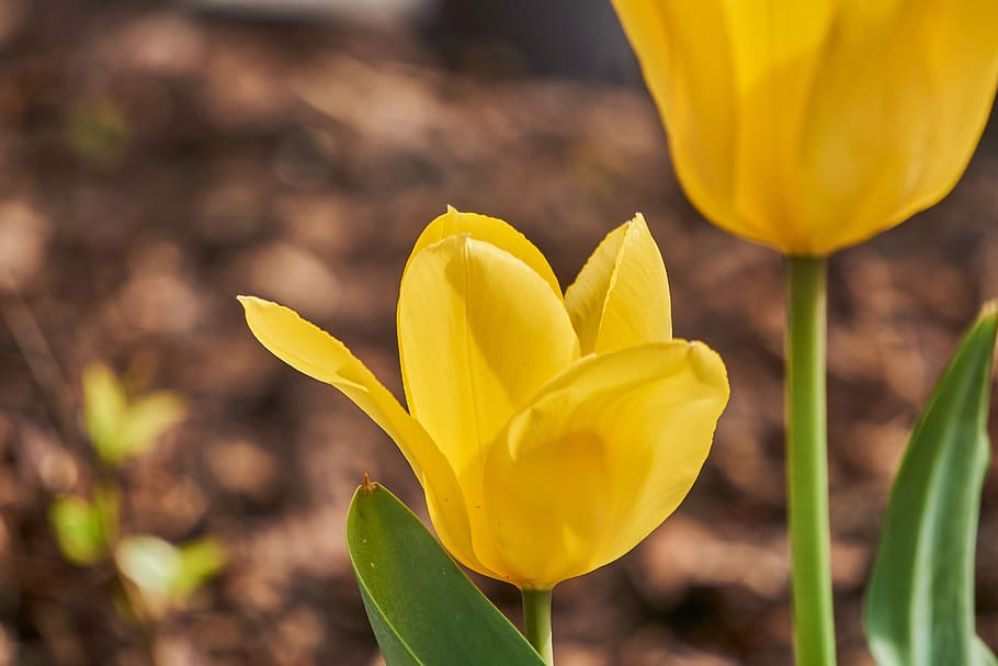 tulip, blossom, bloom, yellow, field, spring, garden, nature HD wallpaper