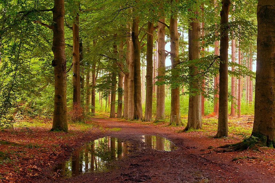 lage vuursche, forest, trees, figtree, nature, season, autumn HD wallpaper