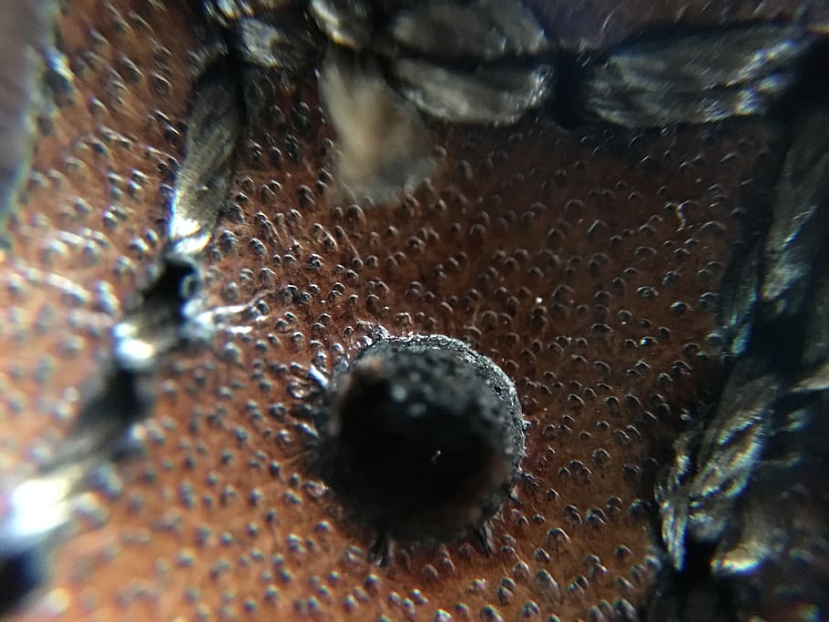 close-up, extreme close-up, full frame, selective focus, water HD wallpaper