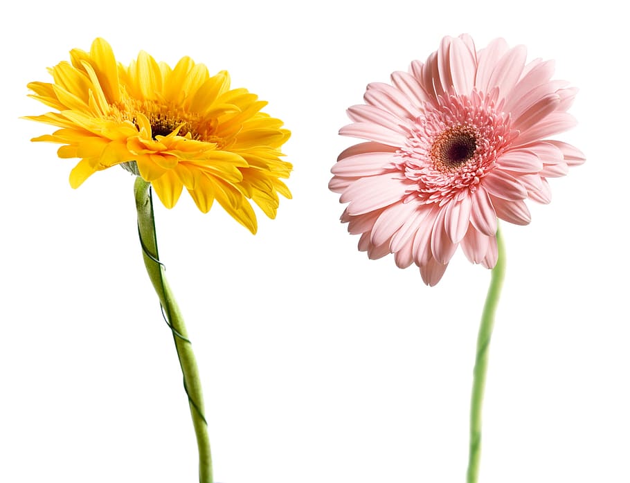 gerbera, flower, background, white, closeup, isolated, decoration HD wallpaper